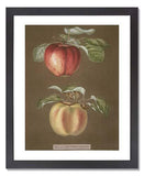 George Brookshaw (After), Pomona Britannica; or, A Collection of the Most Esteemed Fruits at Present Cultivated in this Country