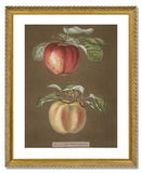 George Brookshaw (After), Pomona Britannica; or, A Collection of the Most Esteemed Fruits at Present Cultivated in this Country