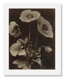 MFA Prints archival replica print of Charles Hippolyte Aubry, Poppies from the Museum of Fine Arts, Boston collection.
