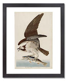 MFA Prints archival replica print of John James Audubon, The Birds of America, Plate 81, Fish Hawk from the Museum of Fine Arts, Boston collection.