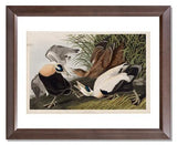 MFA Prints archival replica print of John James Audubon, The Birds of America, Plate 246, Eider Duck from the Museum of Fine Arts, Boston collection.