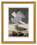 MFA Prints archival replica print of John James Audubon, The Birds of America, Plate 291, Herring Gull from the Museum of Fine Arts, Boston collection.