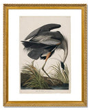 MFA Prints archival replica print of John James Audubon, The Birds of America, Plate 211, Great Blue Heron from the Museum of Fine Arts, Boston collection.