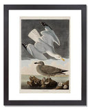 MFA Prints archival replica print of John James Audubon, The Birds of America, Plate 291, Herring Gull from the Museum of Fine Arts, Boston collection.