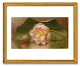 MFA Prints archival replica print of Martin Johnson Heade, Lotus Blossom from the Museum of Fine Arts, Boston collection.