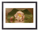 MFA Prints archival replica print of Martin Johnson Heade, Lotus Blossom from the Museum of Fine Arts, Boston collection.