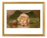 MFA Prints archival replica print of Martin Johnson Heade, Lotus Blossom from the Museum of Fine Arts, Boston collection.