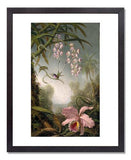 MFA Prints archival replica print of Martin Johnson Heade, Orchids and Spray Orchids with Hummingbirds from the Museum of Fine Arts, Boston collection.