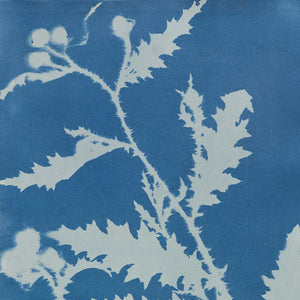 Cyanotype photography: A brief history