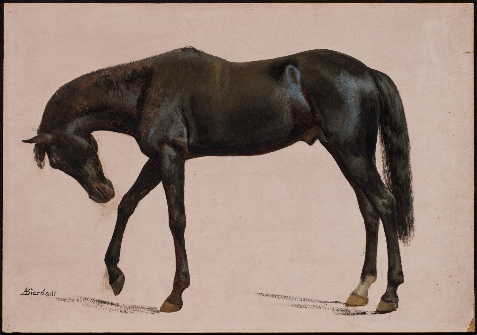 Albert Bierstadt, Black Horse | MFA Prints