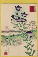 Utagawa Hiroshige II , Bellflowers at Hiroo Plain in Tokyo (Tōkyō Hiroo hara kikyō), from the series Thirty-six Selected Flowers (Sanjūrokkasen)