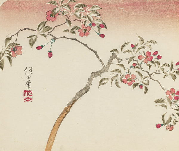Yamada Hōgyoku, Flowering Aronia