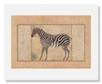 MFA Prints archival replica print of Mansur, Zebra from the Museum of Fine Arts, Boston collection.