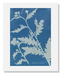 MFA Prints archival replica print of Anna Atkins, Thistle (Carduus acanthoides) from the Museum of Fine Arts, Boston collection.