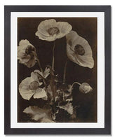 MFA Prints archival replica print of Charles Hippolyte Aubry, Poppies from the Museum of Fine Arts, Boston collection.
