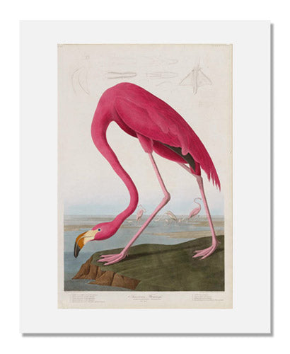 MFA Prints archival replica print of John James Audubon, The Birds of America, Plate 431, American Flamingo from the Museum of Fine Arts, Boston collection.