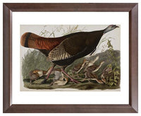 John James Audubon, The Birds of America, Plate 6, Great American Hen & Young Vulgo Female Wild Turkey