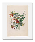 MFA Prints archival replica print of John James Audubon, The Birds of America, Plate 47, Ruby Throated Humming Bird from the Museum of Fine Arts, Boston collection.