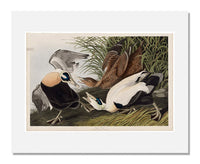 MFA Prints archival replica print of John James Audubon, The Birds of America, Plate 246, Eider Duck from the Museum of Fine Arts, Boston collection.