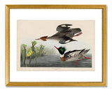 MFA Prints archival replica print of John James Audubon, The Birds of America, Plate 401, Red breasted Merganser from the Museum of Fine Arts, Boston collection.