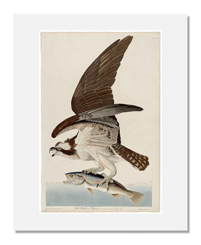 John James Audubon, The Birds of America, Plate 81, Fish Hawk
