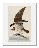 MFA Prints archival replica print of John James Audubon, The Birds of America, Plate 81, Fish Hawk from the Museum of Fine Arts, Boston collection.