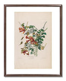 MFA Prints archival replica print of John James Audubon, The Birds of America, Plate 47, Ruby Throated Humming Bird from the Museum of Fine Arts, Boston collection.