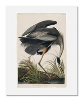 MFA Prints archival replica print of John James Audubon, The Birds of America, Plate 211, Great Blue Heron from the Museum of Fine Arts, Boston collection.