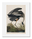 MFA Prints archival replica print of John James Audubon, The Birds of America, Plate 211, Great Blue Heron from the Museum of Fine Arts, Boston collection.