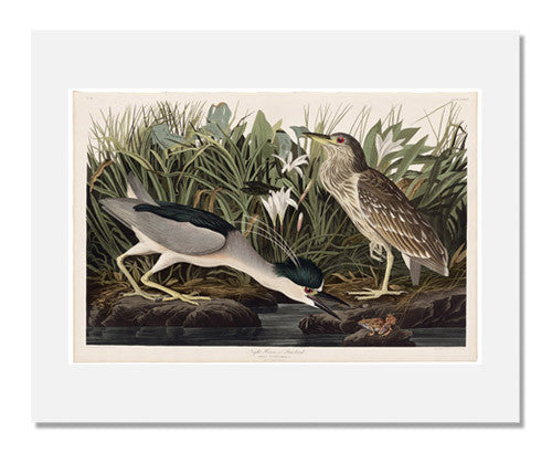 MFA Prints archival replica print of John James Audubon, The Birds of America, Plate 236, Night Heron or Qua bird from the Museum of Fine Arts, Boston collection.
