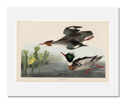MFA Prints archival replica print of John James Audubon, The Birds of America, Plate 401, Red breasted Merganser from the Museum of Fine Arts, Boston collection.