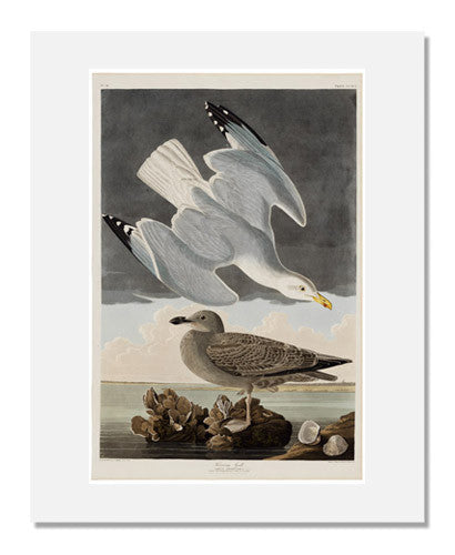 MFA Prints archival replica print of John James Audubon, The Birds of America, Plate 291, Herring Gull from the Museum of Fine Arts, Boston collection.