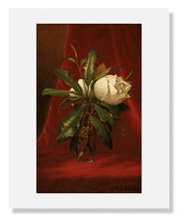 MFA Prints archival replica print of Martin Johnson Heade, Magnolias from the Museum of Fine Arts, Boston collection.