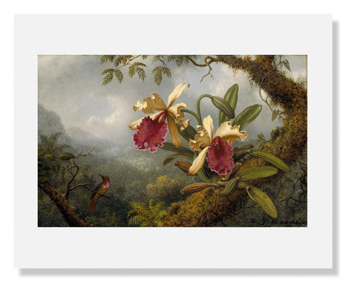 Mfa Hummingbird Martin Johnson Heade, Orchids and Hummingbird | MFA Prints