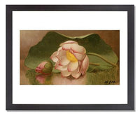 MFA Prints archival replica print of Martin Johnson Heade, Lotus Blossom from the Museum of Fine Arts, Boston collection.