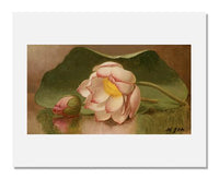 MFA Prints archival replica print of Martin Johnson Heade, Lotus Blossom from the Museum of Fine Arts, Boston collection.