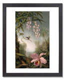 MFA Prints archival replica print of Martin Johnson Heade, Orchids and Spray Orchids with Hummingbirds from the Museum of Fine Arts, Boston collection.