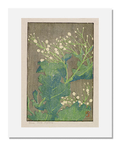 MFA Prints archival replica print of Edna Boies Hopkins, Sea Cabbage from the Museum of Fine Arts, Boston collection.
