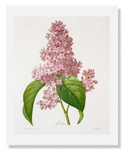 MFA Prints archival replica print of Langlois, Lilas from the Museum of Fine Arts, Boston collection.
