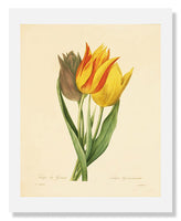 MFA Prints archival replica print of Langlois, Parrot Tulip from the Museum of Fine Arts, Boston collection.