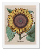 MFA Prints archival replica print of Large Sunflower from the Museum of Fine Arts, Boston collection.