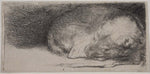 MFA Prints archival replica print of Rembrandt Harmensz. van Rijn, Sleeping Puppy from the Museum of Fine Arts, Boston collection.